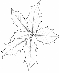 holly leaf line drawing